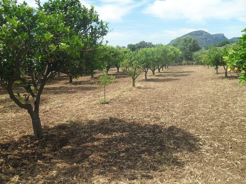 אורוסיי Residenza Rosa Maria Country House חדר תמונה